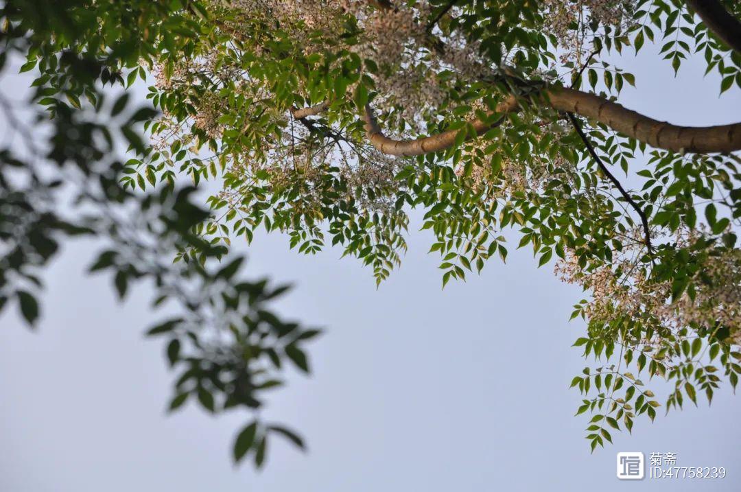 楝花飘砌、蔌蔌清香细