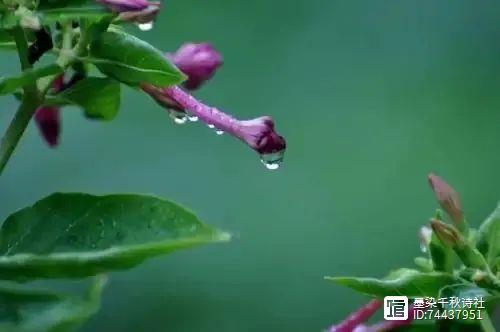 胡良荣 || 春风摇玉露，滴滴入花心