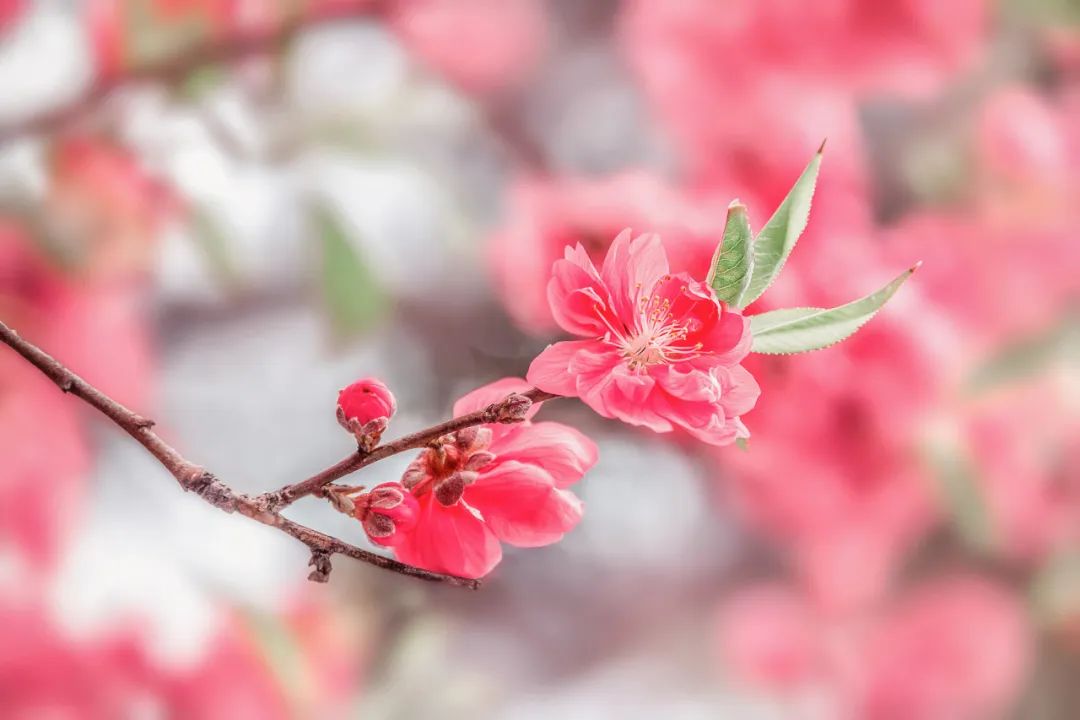 桃红洇染三月春
