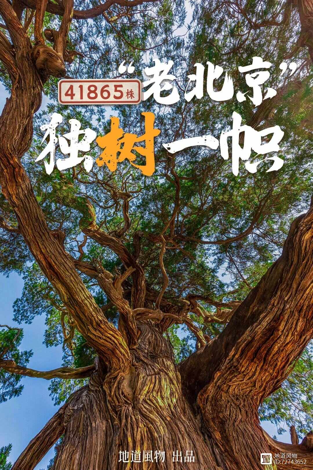 最美北京秋色地图，要跟着41865株古树看！