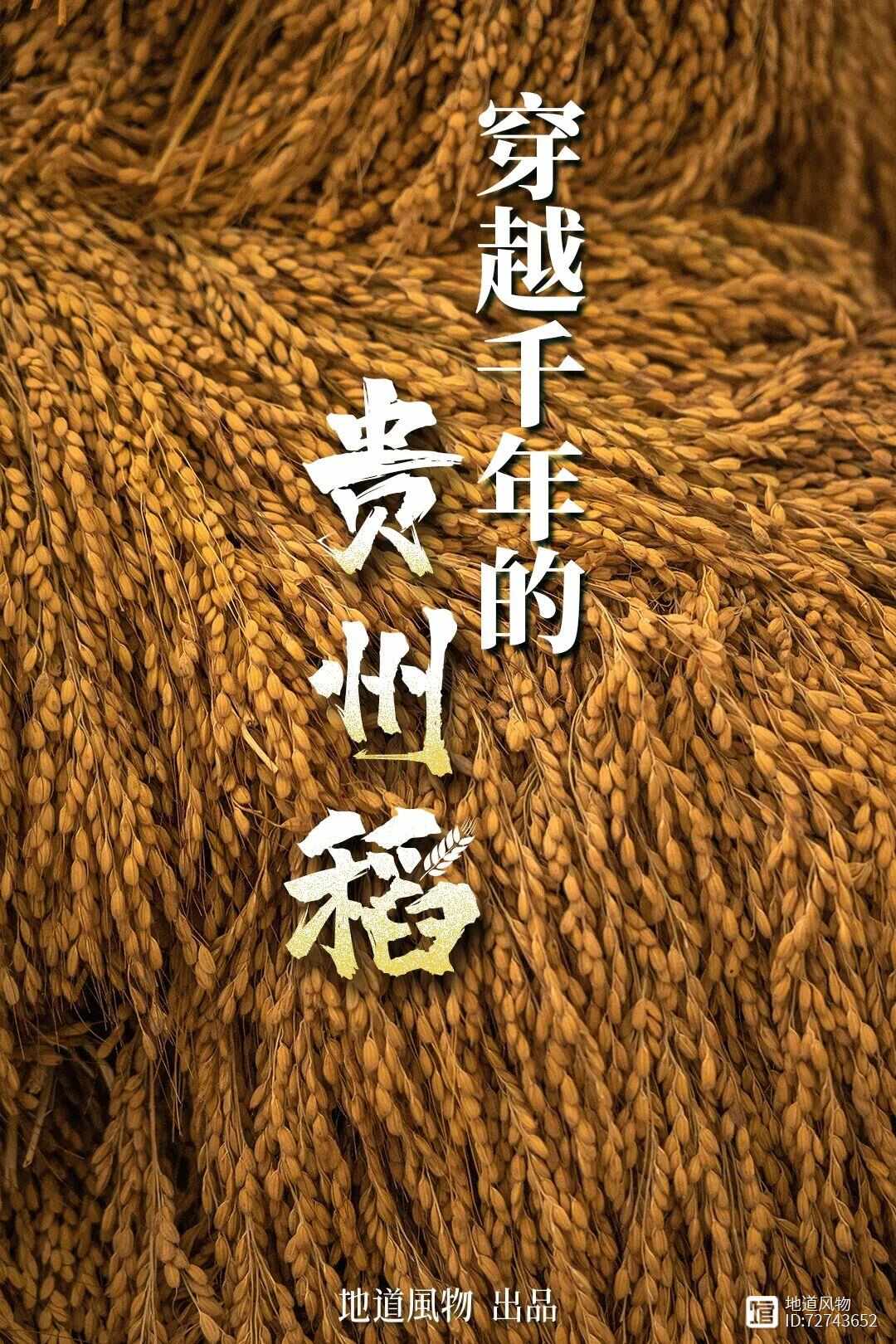 贵州的水稻里，藏着多少文明密码？
