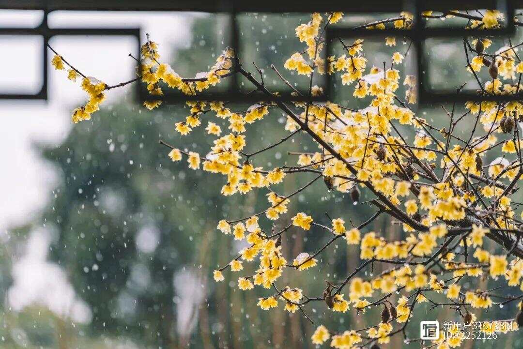 蜡梅黄黄，蜡梅香香