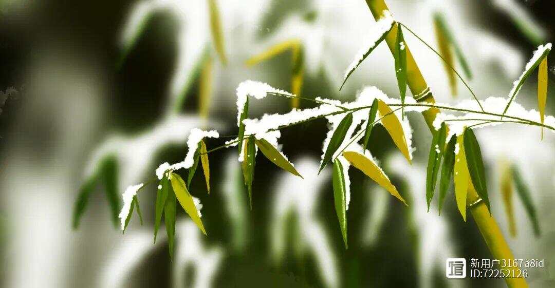 翠竹从来不惧寒，严冬之时迎风雪